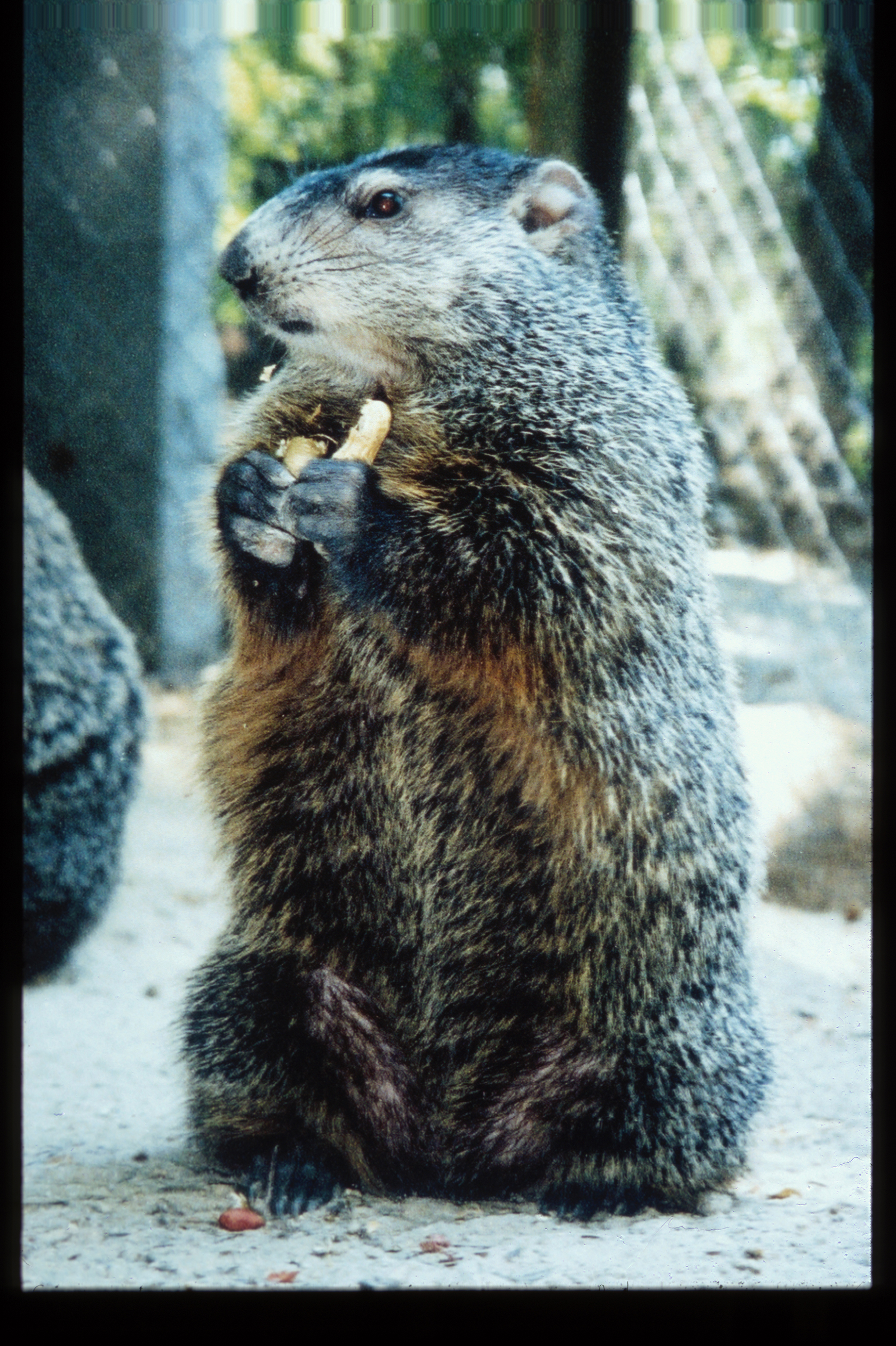 General Beau Lee (eating)