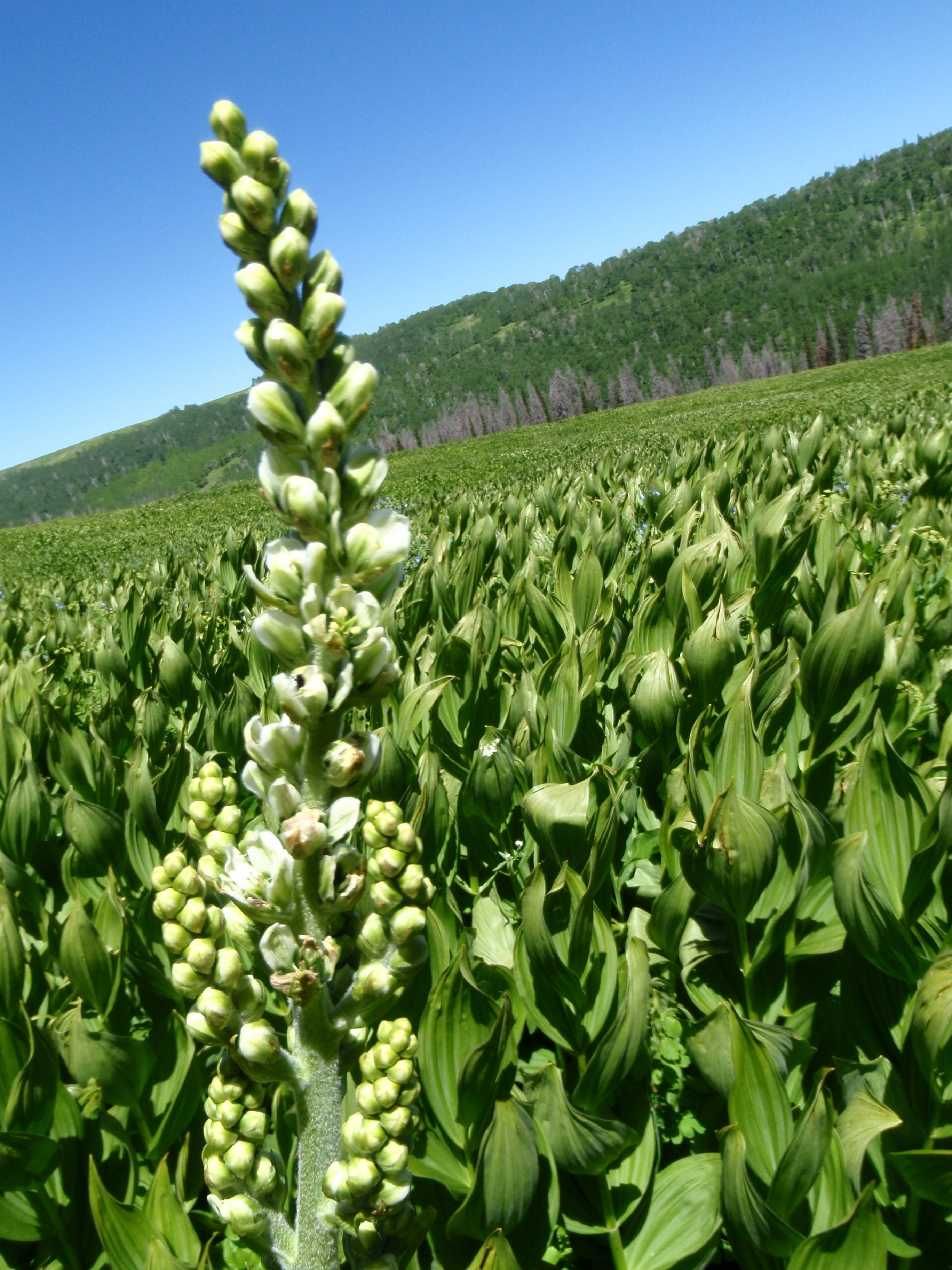 Flowering Corn Lily