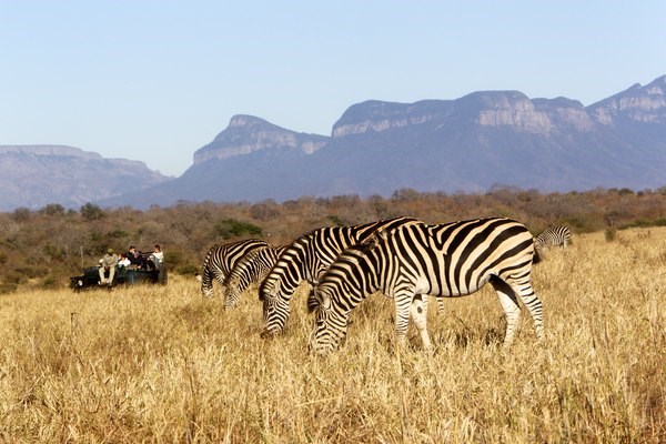 kapama-activities-zebra-on-kapama-game-drive_lg