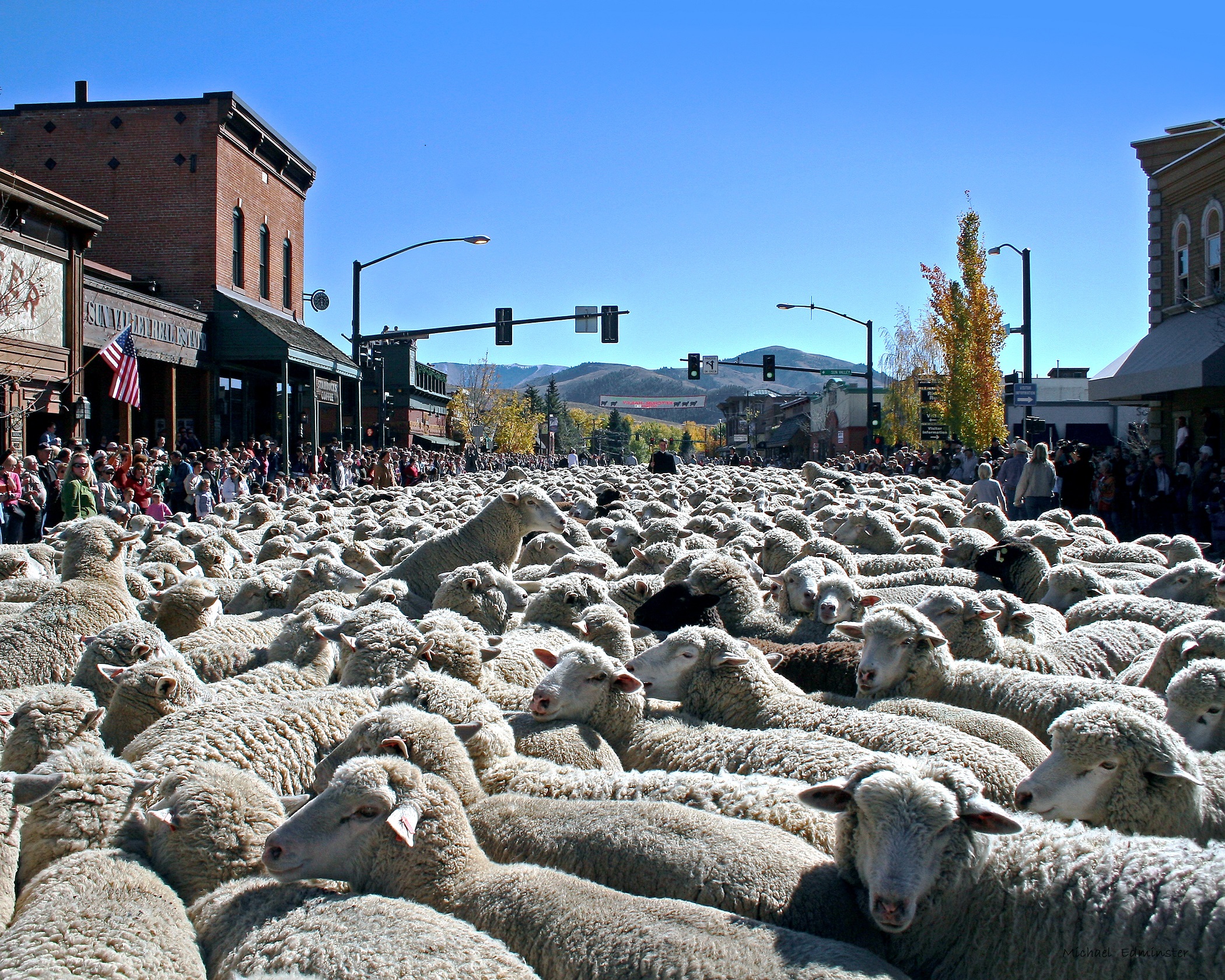 Trailing of the Sheep Festival A WALL OF WOOLies CreditMichaelEdminster-red