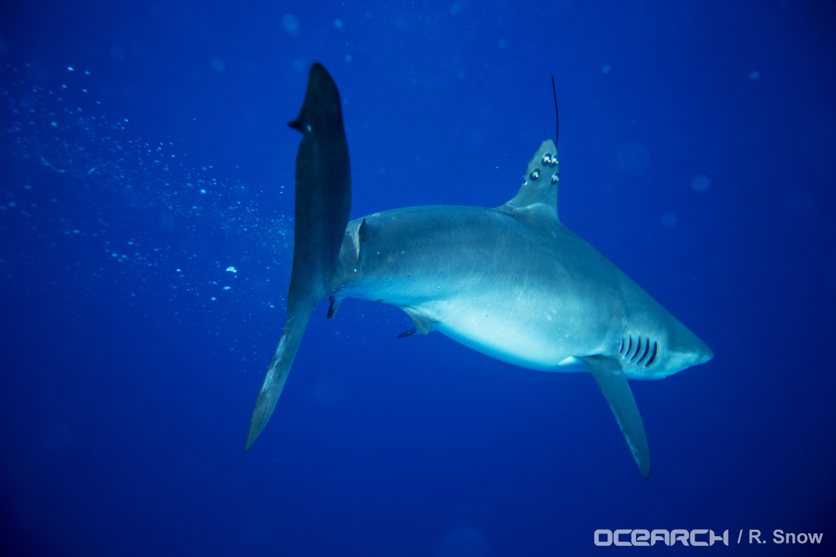 011814_RS_OCEARCH_Galapagos_Wolf_0908