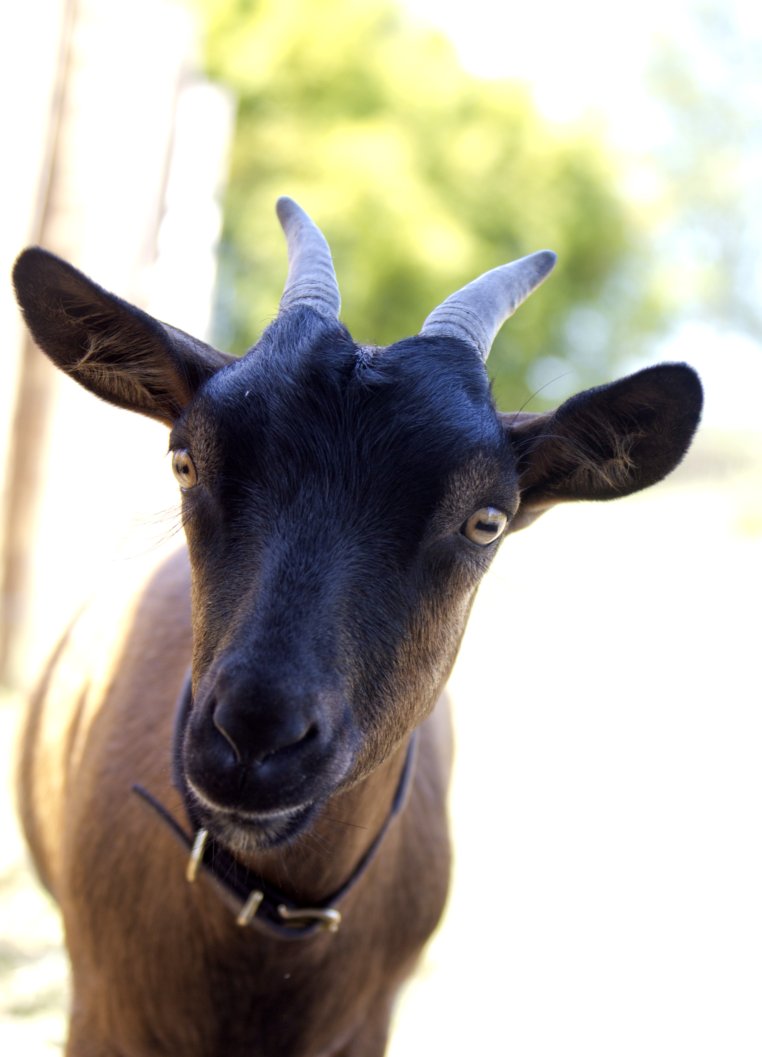 Sources Des Caudalie Chef Nicolas Masse